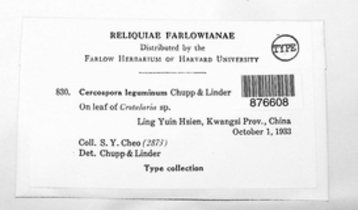 Pseudocercospora leguminum image